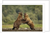 Grizzly Bear, Katmai National Park, Alaska by Anonymous