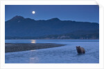 Brown Bear and Full Moon, Katmai National Park, Alaska by Anonymous