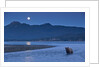 Brown Bear and Full Moon, Katmai National Park, Alaska by Anonymous