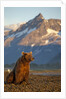 Brown Bear at Dawn, Katmai National Park, Alaska by Anonymous
