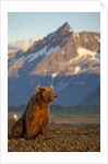 Brown Bear at Dawn, Katmai National Park, Alaska by Anonymous