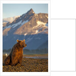Brown Bear at Dawn, Katmai National Park, Alaska by Anonymous