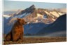 Brown Bear at Dawn, Katmai National Park, Alaska by Anonymous