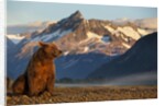 Brown Bear at Dawn, Katmai National Park, Alaska by Anonymous