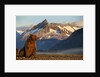 Brown Bear at Dawn, Katmai National Park, Alaska by Anonymous
