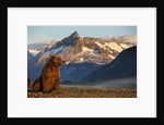 Brown Bear at Dawn, Katmai National Park, Alaska by Anonymous