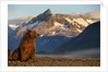 Brown Bear at Dawn, Katmai National Park, Alaska by Anonymous