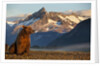 Brown Bear at Dawn, Katmai National Park, Alaska by Anonymous
