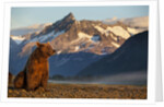 Brown Bear at Dawn, Katmai National Park, Alaska by Anonymous