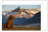 Brown Bear at Dawn, Katmai National Park, Alaska by Anonymous