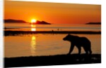 Brown Bear at Dawn, Katmai National Park, Alaska by Anonymous