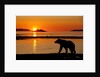 Brown Bear at Dawn, Katmai National Park, Alaska by Anonymous