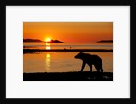 Brown Bear at Dawn, Katmai National Park, Alaska by Anonymous