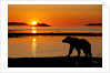 Brown Bear at Dawn, Katmai National Park, Alaska by Anonymous