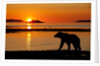 Brown Bear at Dawn, Katmai National Park, Alaska by Anonymous