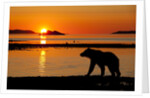 Brown Bear at Dawn, Katmai National Park, Alaska by Anonymous