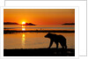 Brown Bear at Dawn, Katmai National Park, Alaska by Anonymous
