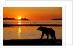 Brown Bear at Dawn, Katmai National Park, Alaska by Anonymous