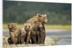 Brown Bear and Cubs, Katmai National Park, Alaska by Anonymous