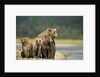 Brown Bear and Cubs, Katmai National Park, Alaska by Anonymous