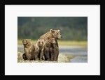 Brown Bear and Cubs, Katmai National Park, Alaska by Anonymous