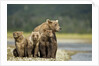 Brown Bear and Cubs, Katmai National Park, Alaska by Anonymous