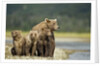 Brown Bear and Cubs, Katmai National Park, Alaska by Anonymous