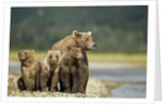 Brown Bear and Cubs, Katmai National Park, Alaska by Anonymous