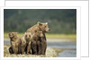 Brown Bear and Cubs, Katmai National Park, Alaska by Anonymous