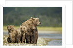 Brown Bear and Cubs, Katmai National Park, Alaska by Anonymous