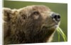 Brown Bear, Katmai National Park, Alaska by Anonymous