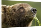 Brown Bear, Katmai National Park, Alaska by Anonymous