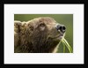 Brown Bear, Katmai National Park, Alaska by Anonymous