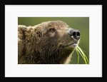 Brown Bear, Katmai National Park, Alaska by Anonymous
