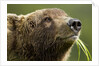 Brown Bear, Katmai National Park, Alaska by Anonymous