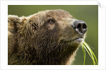 Brown Bear, Katmai National Park, Alaska by Anonymous