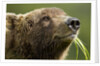 Brown Bear, Katmai National Park, Alaska by Anonymous