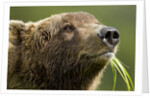 Brown Bear, Katmai National Park, Alaska by Anonymous
