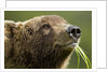 Brown Bear, Katmai National Park, Alaska by Anonymous
