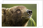 Brown Bear, Katmai National Park, Alaska by Anonymous