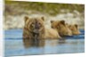 Brown Bear and Cubs, Katmai National Park, Alaska by Anonymous
