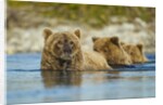 Brown Bear and Cubs, Katmai National Park, Alaska by Anonymous