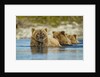 Brown Bear and Cubs, Katmai National Park, Alaska by Anonymous