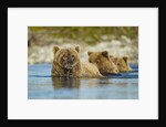 Brown Bear and Cubs, Katmai National Park, Alaska by Anonymous