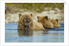 Brown Bear and Cubs, Katmai National Park, Alaska by Anonymous