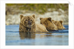Brown Bear and Cubs, Katmai National Park, Alaska by Anonymous