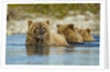 Brown Bear and Cubs, Katmai National Park, Alaska by Anonymous