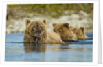 Brown Bear and Cubs, Katmai National Park, Alaska by Anonymous