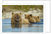 Brown Bear and Cubs, Katmai National Park, Alaska by Anonymous