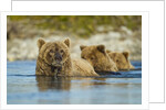 Brown Bear and Cubs, Katmai National Park, Alaska by Anonymous
